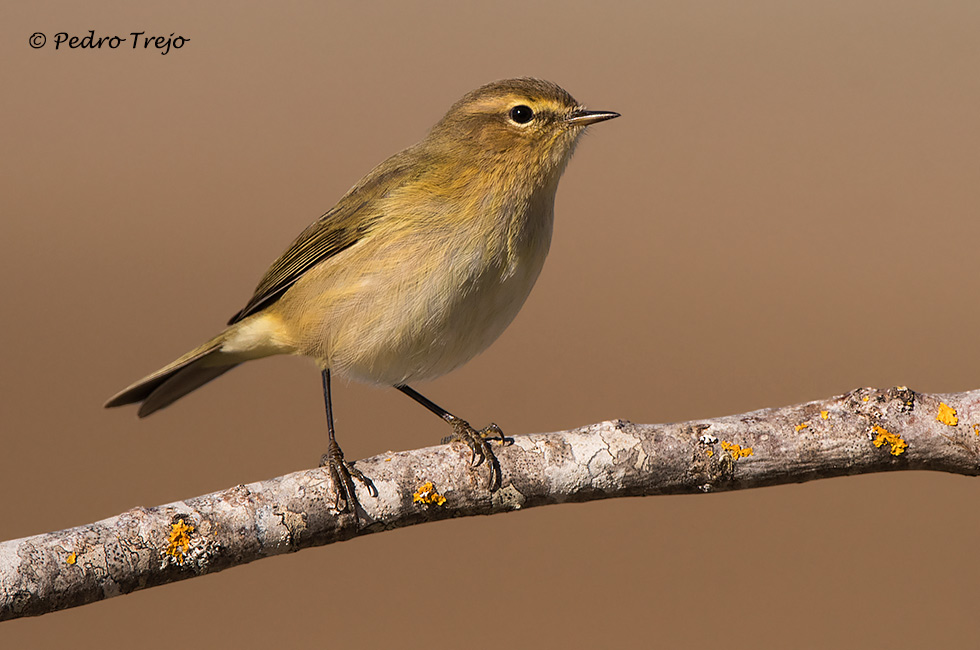 Mosquitero común (Phylloscopus collybita)